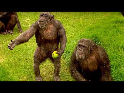 How to Speak Chimpanzee | Extraordinary Animals | BBC Earth - UCwmZiChSryoWQCZMIQezgTg