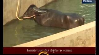 KAMBALA - ಕಂಬಳದ ಕೋಣಗಳಿಗೆ  Swimming pool