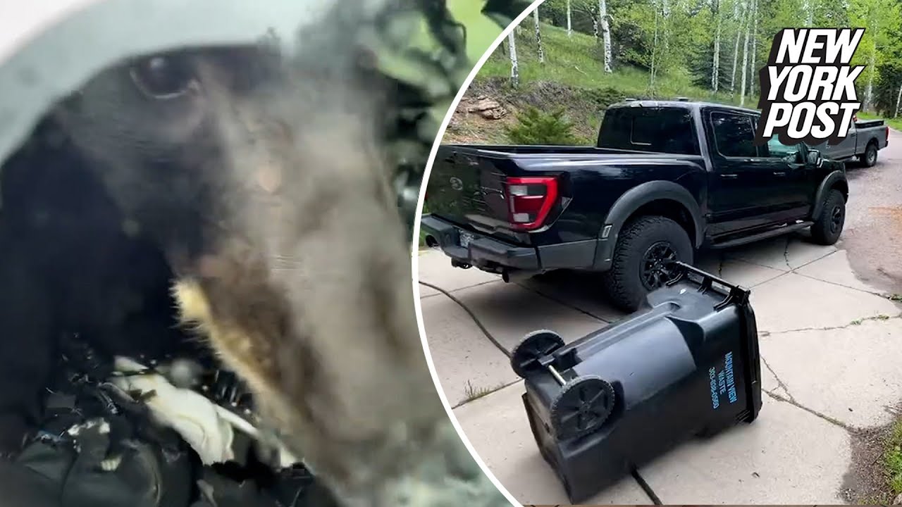 Hungry bear breaks into truck looking for dog food
