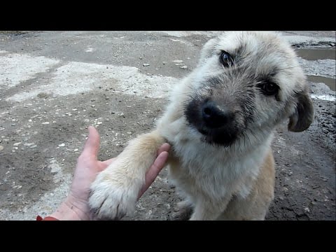 Puppy Abandoned on a Busy Road Gets Rescued Just in Time - UCqeekxc7CKRYHNV9PVV_HCQ