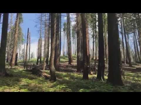 California's dying forests offer look into climate change - UCuFFtHWoLl5fauMMD5Ww2jA