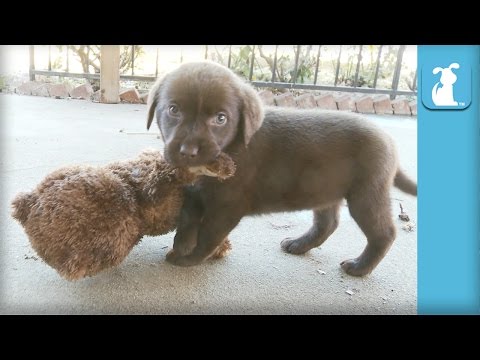 Adorable Chocolate Lab Puppies VS. Teddy Bear - Puppy Love - UCPIvT-zcQl2H0vabdXJGcpg