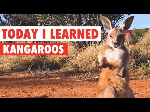 Today I Learned: Kangaroos - UCPIvT-zcQl2H0vabdXJGcpg