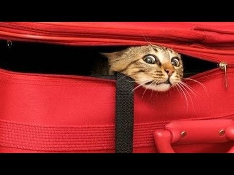 FUNNY CATS that will make your BELLY HURT FROM LAUGHING - Funny CAT compilation - UC9obdDRxQkmn_4YpcBMTYLw