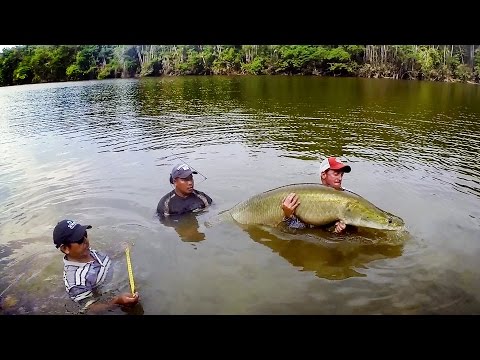 GoPro: The Jungle, The People, and The Fish That Could Save It All - UCqhnX4jA0A5paNd1v-zEysw