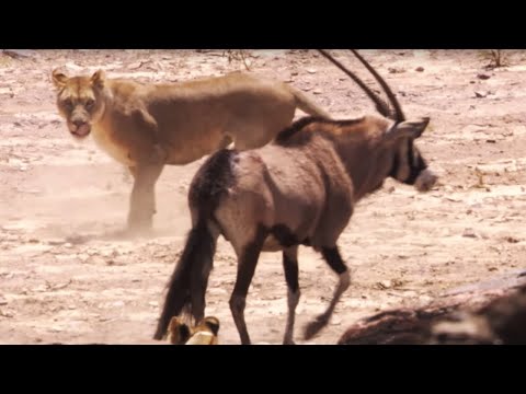 Lions attack Oryx | BBC Earth - UCwmZiChSryoWQCZMIQezgTg