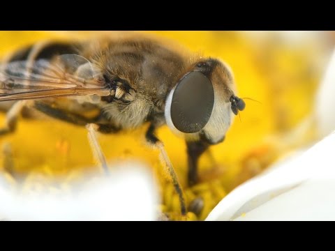 How to Make a Macro Lens - UCUQo7nzH1sXVpzL92VesANw