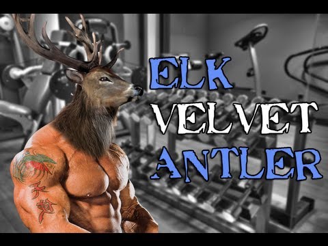 Elk Velvet Antler (Deer Antler Velvet), Ray Lewis and Horse Penis - UCNfwT9xv00lNZ7P6J6YhjrQ