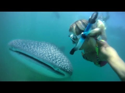 GoPro HD HERO camera: Holly Beck and the Whaleshark - UCqhnX4jA0A5paNd1v-zEysw