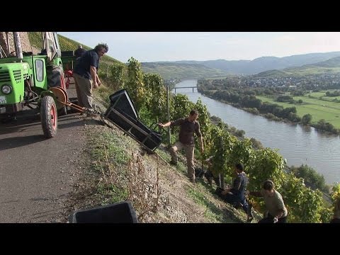 Vineyard Rainer Heil, Brauneberg - Germany HD Travel Channel - UCqv3b5EIRz-ZqBzUeEH7BKQ