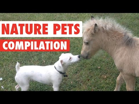 Nature Pets Video Compilation 2016 - UCPIvT-zcQl2H0vabdXJGcpg