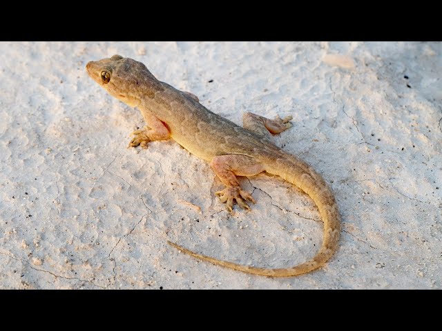 Do Lizards Feel Pain When They Lose Their Tails?
