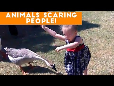 Funniest Animals Scaring People Reactions of 2017 Weekly Compilation | Funny Pet Videos - UCYK1TyKyMxyDQU8c6zF8ltg