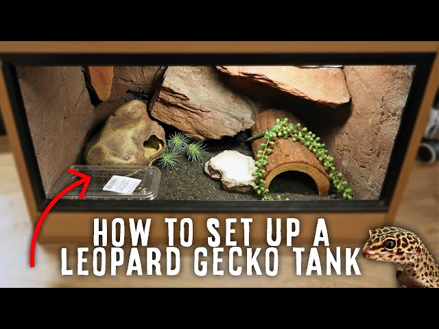 How to Set Up a Gecko Tank