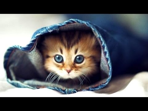 Cute Kittens Make You Smarter - UC4PooiX37Pld1T8J5SYT-SQ