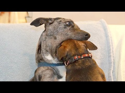 Dogs, the funniest animals in animal world - Funny dogs compilation - UC9obdDRxQkmn_4YpcBMTYLw
