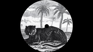 Tigerskin - Lied