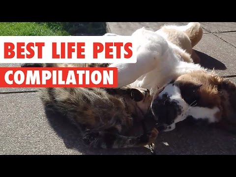 Best Life Pets Video Compilation 2017 - UCPIvT-zcQl2H0vabdXJGcpg