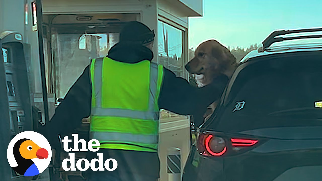 This Dog Will Do Anything To Befriend Every Stranger | The Dodo