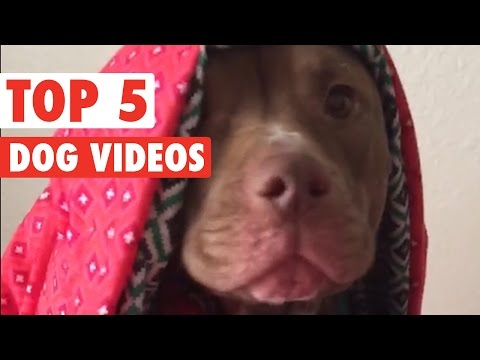 Top 5 Amazing Dogs Compilation || March 4 2016 - UCPIvT-zcQl2H0vabdXJGcpg