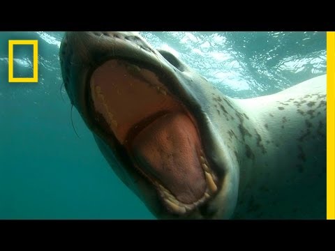 Diver Encounters Deadly, 13-Foot Leopard Seal - UCpVm7bg6pXKo1Pr6k5kxG9A