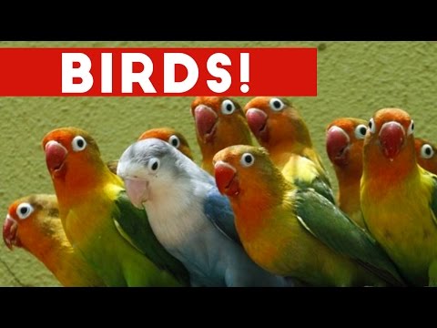 Funniest Bird Videos Weekly Compilation 2017 | Funny Pet Videos - UCYK1TyKyMxyDQU8c6zF8ltg