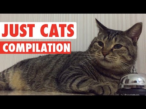 Just Cats Pet Video Compilation 2016 - UCPIvT-zcQl2H0vabdXJGcpg