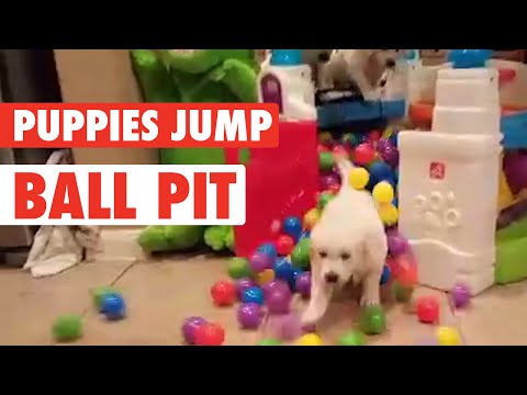 Hyper Golden Pups Splashing in Ball Pit - UCPIvT-zcQl2H0vabdXJGcpg