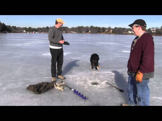 can-dogs-eat-their-own-vomit-hayfarmguy