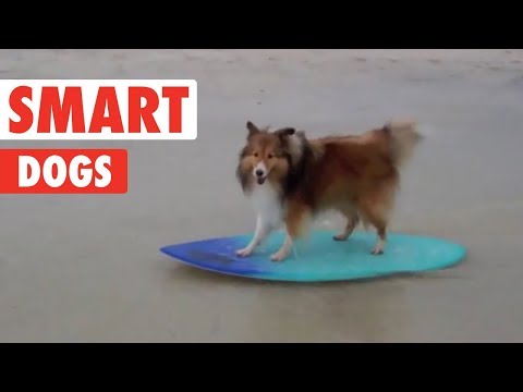 Smart Dogs | Funny Dog Compilation 2017 - UCPIvT-zcQl2H0vabdXJGcpg
