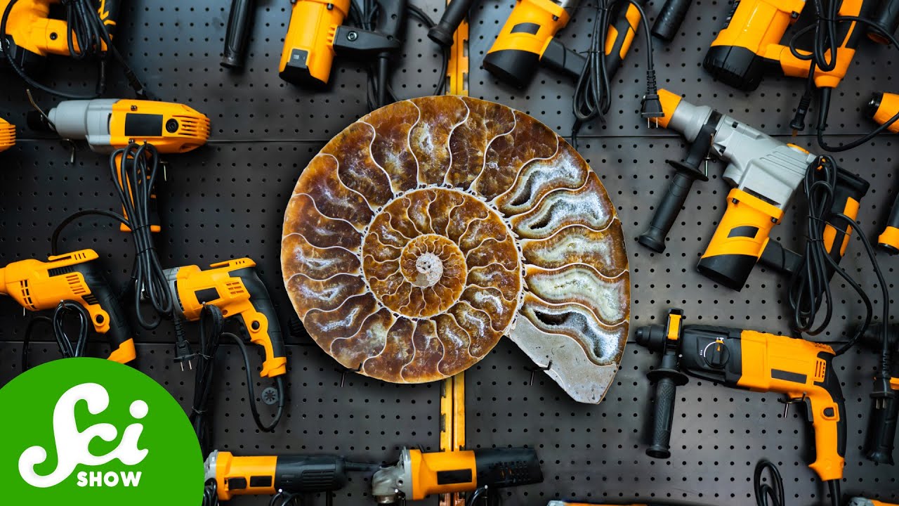 You Can Buy Fossils At The Hardware Store?