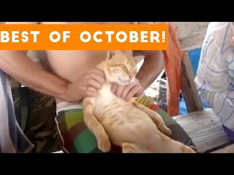 Funniest Pet Reactions & Bloopers of October 2017 | Funny Pet Videos - UCYK1TyKyMxyDQU8c6zF8ltg
