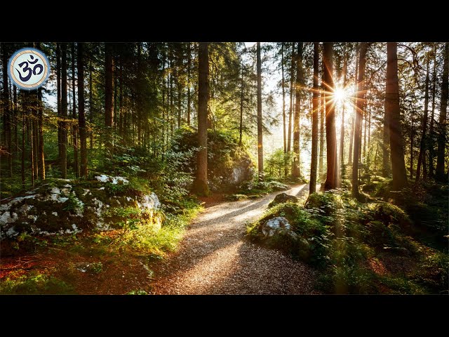Forest Music: The Best Instrumental Tracks for Relaxation and Meditation