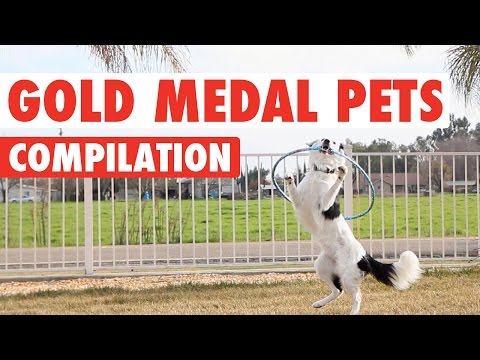 Gold Medal Pets Video Compilation 2016 - UCPIvT-zcQl2H0vabdXJGcpg