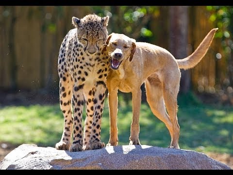 Cheetah and dog friends celebrate anniversary together at Busch Gardens Tampa - UCFpI4b_m-449cePVasc2_8g