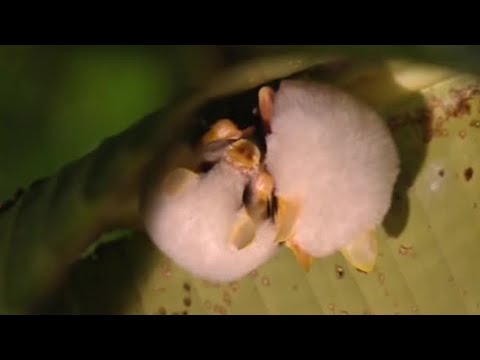 Tent-making bats - Deep into the Wild - BBC - UCwmZiChSryoWQCZMIQezgTg