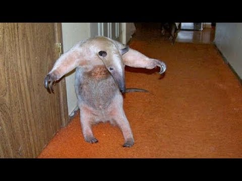 UNUSUAL PETS are so SUPER FUNNY & CUTE - Are you ready to SCREAM WITH LAUGHTER? - UCKy3MG7_If9KlVuvw3rPMfw