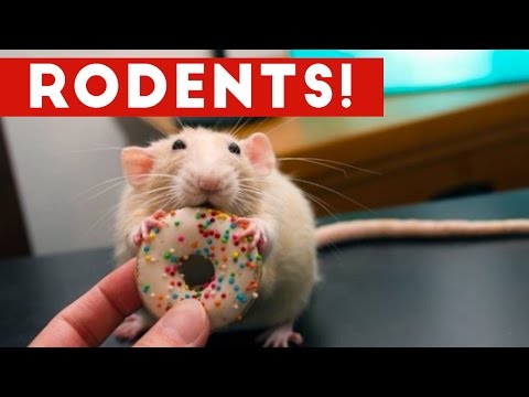 Incredible Rat & Rodent Videos of 2016 Weekly Compilation | Funny Pet Videos - UCYK1TyKyMxyDQU8c6zF8ltg