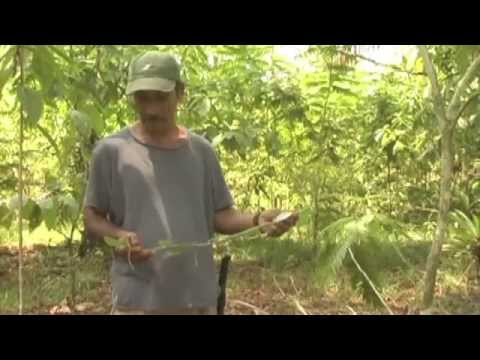 How to plant and grow vanilla - UC2iY4Y7JctIqx4nGrc9Cn5A