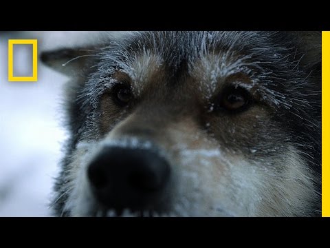 Sled Dogs | Life Below Zero - UCpVm7bg6pXKo1Pr6k5kxG9A