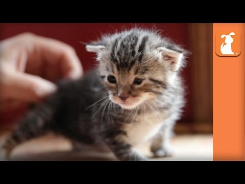 Helpless 8 Day Old Kitten Finds Forever Home, You Won't Believe What She Looks Like Now! - UCPIvT-zcQl2H0vabdXJGcpg
