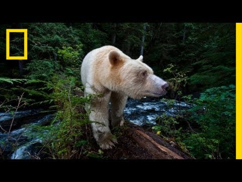 National Geographic Live! - Capturing the Spirit Bear | Nat Geo Live - UCpVm7bg6pXKo1Pr6k5kxG9A