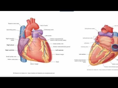 Anatomy 1 | C1 - L10 | Blood & nerve supply of the heart