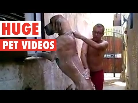 Funny Huge Pets Video Compilation 2016 - UCPIvT-zcQl2H0vabdXJGcpg