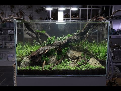 Bangnam Com Bangnam Com Nature Aquarium Aquascape Tutorial