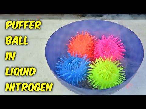 What Happens If You put Puffer Ball in Liquid Nitrogen? - UCe_vXdMrHHseZ_esYUskSBw