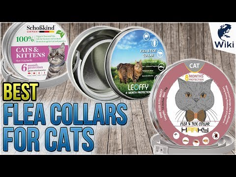 5 Best Flea Collars For Cats 2018 - UCXAHpX2xDhmjqtA-ANgsGmw