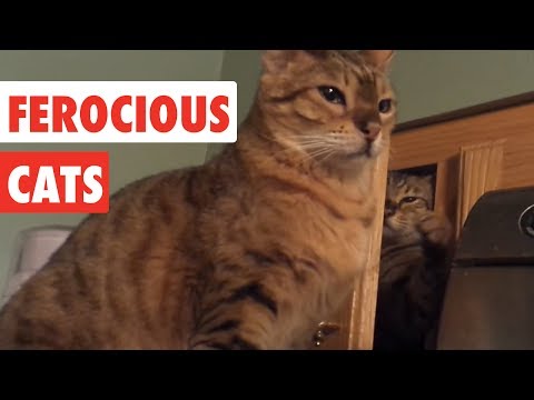 Ferocious Cats | Funny Cat Video Compilation 2017 - UCPIvT-zcQl2H0vabdXJGcpg