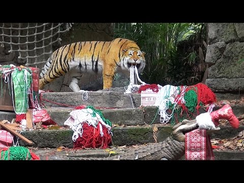 Jingle Cruise 2015 Full Ride at Disneyland, Jungle Cruise Holiday Version with New Decorations - UCe-gHr2O_LP7t0YJYHZQZlg