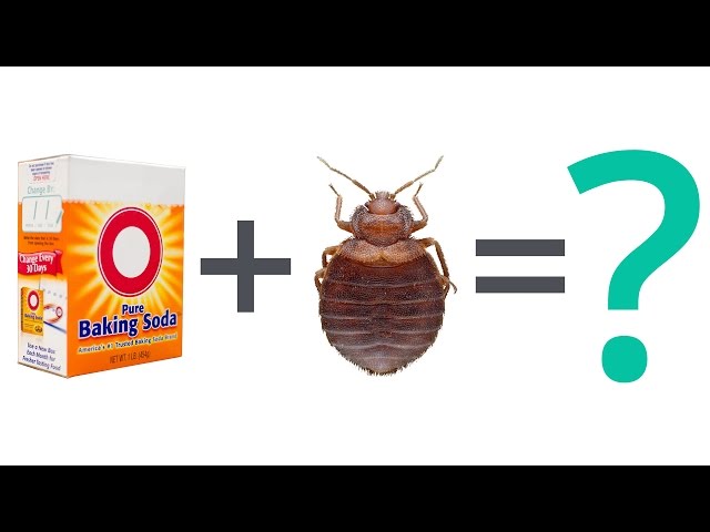 does-baking-soda-kill-bed-bugs-bitemebaking